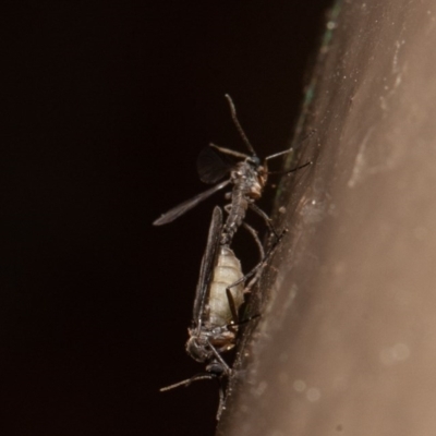 Sciaridae sp. (family) (Black fungus gnat) at Acton, ACT - 14 Aug 2020 by rawshorty