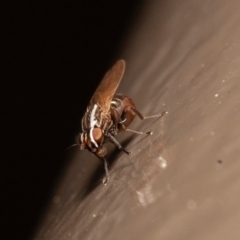 Poecilohetaerus aquilus (A lauxaniid fly) at Acton, ACT - 14 Aug 2020 by rawshorty