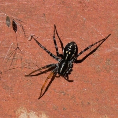 Nyssus coloripes (Spotted Ground Swift Spider) at QPRC LGA - 4 Apr 2009 by HarveyPerkins