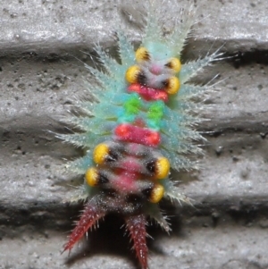 Doratifera oxleyi at Acton, ACT - suppressed