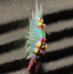 Doratifera oxleyi at Acton, ACT - suppressed