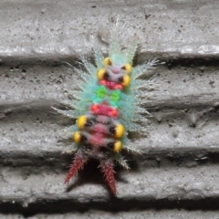 Doratifera oxleyi at Acton, ACT - 14 Aug 2020