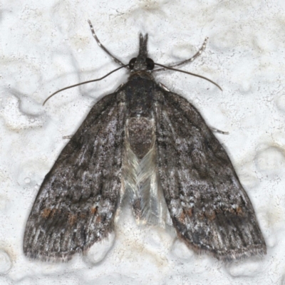 Microdes squamulata (Dark-grey Carpet) at Ainslie, ACT - 14 Aug 2020 by jb2602