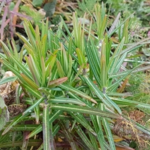 Euphorbia lathyris at Greenway, ACT - 15 Aug 2020