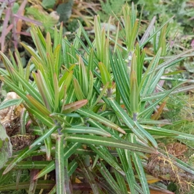 Euphorbia lathyris (Caper Spurge) at Greenway, ACT - 15 Aug 2020 by tpreston