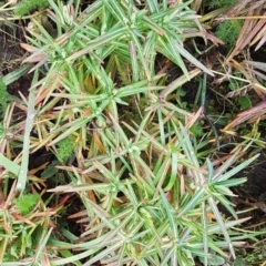 Euphorbia lathyris at Greenway, ACT - 15 Aug 2020