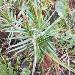 Euphorbia lathyris at Greenway, ACT - 15 Aug 2020 12:34 PM