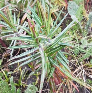Euphorbia lathyris at Greenway, ACT - 15 Aug 2020