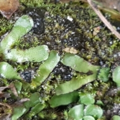 Asterella drummondii (A thallose liverwort) at Greenway, ACT - 15 Aug 2020 by tpreston