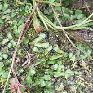 Asterella drummondii at Greenway, ACT - 15 Aug 2020