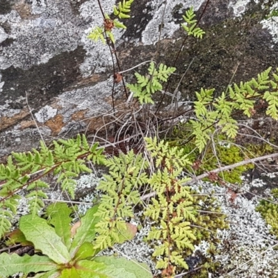 Cheilanthes sieberi (Rock Fern) at Greenway, ACT - 15 Aug 2020 by trevorpreston