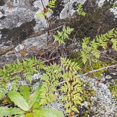 Cheilanthes sieberi (Rock Fern) at Greenway, ACT - 15 Aug 2020 by tpreston