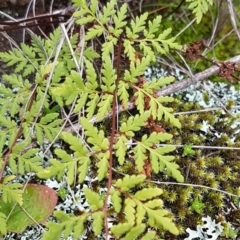 Cheilanthes sieberi at Greenway, ACT - 15 Aug 2020 12:26 PM