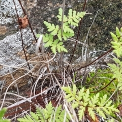 Cheilanthes sieberi at Greenway, ACT - 15 Aug 2020