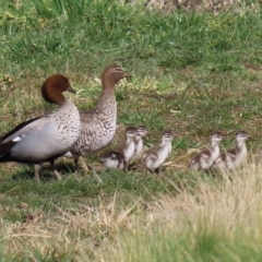 Chenonetta jubata (Australian Wood Duck) at Fyshwick, ACT - 13 Aug 2020 by RodDeb