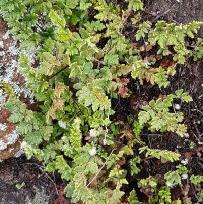 Cheilanthes distans (Bristly Cloak Fern) at Greenway, ACT - 15 Aug 2020 by trevorpreston