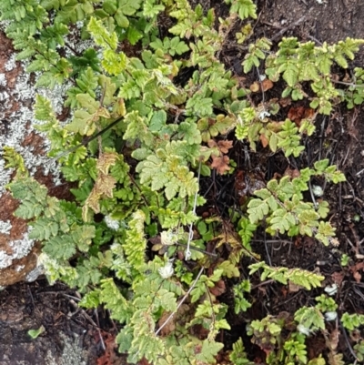 Cheilanthes distans (Bristly Cloak Fern) at Greenway, ACT - 15 Aug 2020 by tpreston