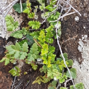 Cheilanthes distans at Greenway, ACT - 15 Aug 2020