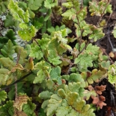 Cheilanthes distans at Greenway, ACT - 15 Aug 2020 12:27 PM