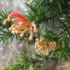 Grevillea juniperina (Grevillea) at Greenway, ACT - 15 Aug 2020 by trevorpreston