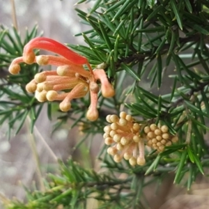 Grevillea juniperina at Greenway, ACT - 15 Aug 2020