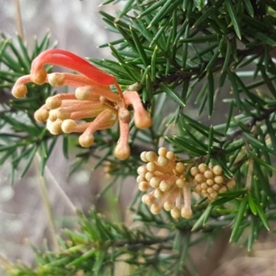 Grevillea juniperina (Grevillea) at Pine Island to Point Hut - 15 Aug 2020 by tpreston