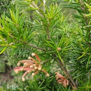 Grevillea juniperina at Greenway, ACT - 15 Aug 2020