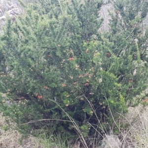 Grevillea juniperina at Greenway, ACT - 15 Aug 2020