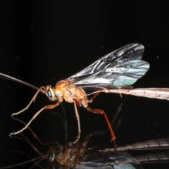 Enicospilus CNM sp1 (An Ophioninae Wasp) at Ainslie, ACT - 14 Aug 2020 by jb2602