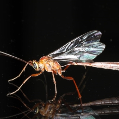 Enicospilus CNM sp1 (An Ophioninae Wasp) at Ainslie, ACT - 14 Aug 2020 by jbromilow50