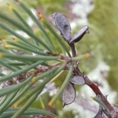Hakea microcarpa (Small-fruit Hakea) at Greenway, ACT - 15 Aug 2020 by trevorpreston