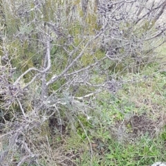 Hakea microcarpa at Greenway, ACT - 15 Aug 2020