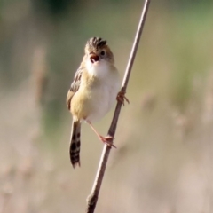 Cisticola exilis (Golden-headed Cisticola) at Fyshwick, ACT - 13 Aug 2020 by RodDeb