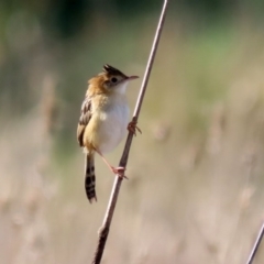 Cisticola exilis at Fyshwick, ACT - 13 Aug 2020 01:58 PM