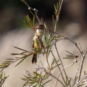 Cisticola exilis at Fyshwick, ACT - 13 Aug 2020 01:58 PM