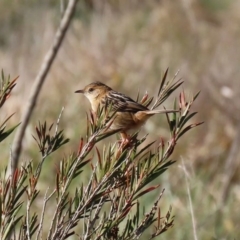 Cisticola exilis at Fyshwick, ACT - 13 Aug 2020