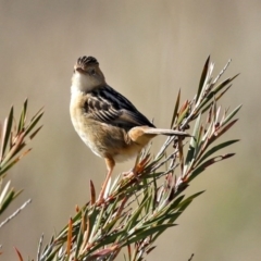 Cisticola exilis at Fyshwick, ACT - 13 Aug 2020