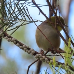 Cryptes baccatus at Fyshwick, ACT - 13 Aug 2020 12:55 PM