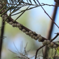 Cryptes baccatus at Fyshwick, ACT - 13 Aug 2020