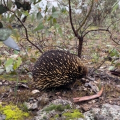 Tachyglossus aculeatus (Short-beaked Echidna) at Wanniassa, ACT - 15 Aug 2020 by Shazw