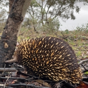 Tachyglossus aculeatus at Wanniassa, ACT - 15 Aug 2020 04:39 AM