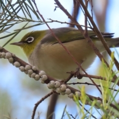 Zosterops lateralis (Silvereye) at Fyshwick, ACT - 13 Aug 2020 by RodDeb