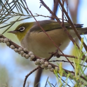 Zosterops lateralis at Fyshwick, ACT - 13 Aug 2020 12:58 PM