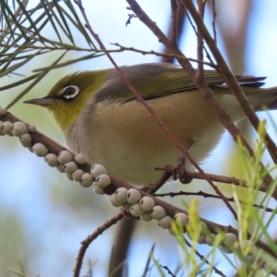 Zosterops lateralis (Silvereye) at Fyshwick, ACT - 13 Aug 2020 by RodDeb