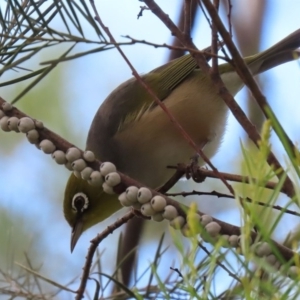 Zosterops lateralis at Fyshwick, ACT - 13 Aug 2020 12:58 PM