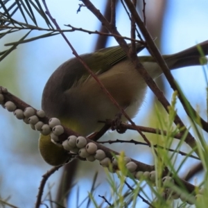 Zosterops lateralis at Fyshwick, ACT - 13 Aug 2020 12:58 PM