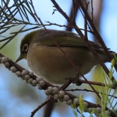 Zosterops lateralis at Fyshwick, ACT - 13 Aug 2020 12:58 PM