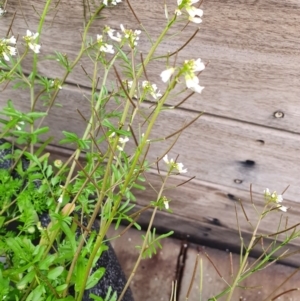 Cardamine flexuosa at Gundaroo, NSW - 15 Aug 2020 11:46 AM