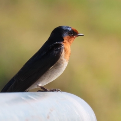 Hirundo neoxena (Welcome Swallow) at Jerrabomberra Wetlands - 13 Aug 2020 by RodDeb