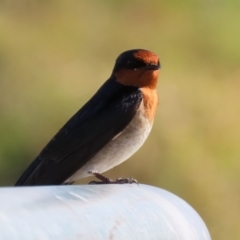 Hirundo neoxena at Fyshwick, ACT - 13 Aug 2020